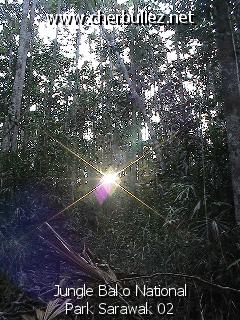 légende: Jungle Bako National Park Sarawak 02
qualityCode=raw
sizeCode=half

Données de l'image originale:
Taille originale: 186114 bytes
Temps d'exposition: 1/50 s
Diaph: f/340/100
Heure de prise de vue: 2002:09:12 17:34:17
Flash: non
Focale: 42/10 mm
